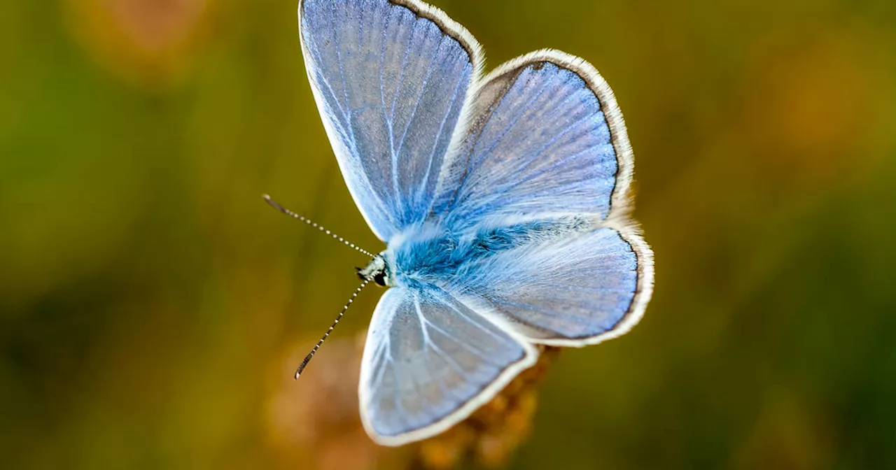 Ontario farm claims to have rediscovered blue butterfly extinct in Canada for decades