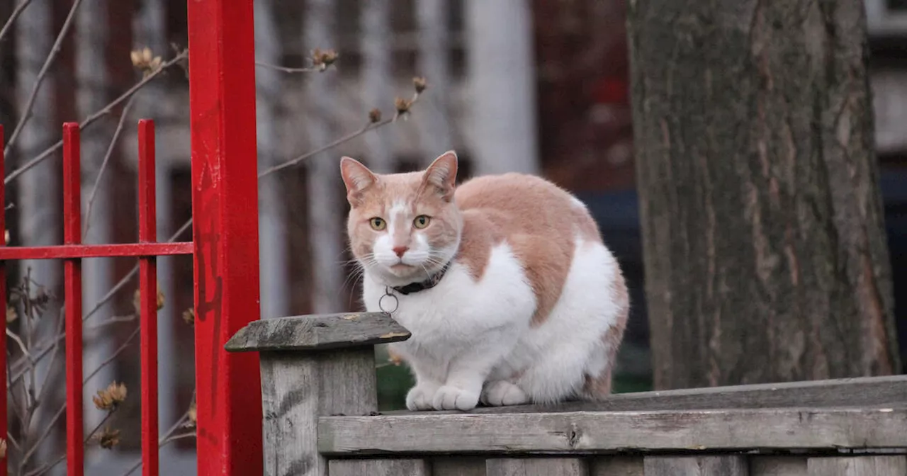 Toronto neighbourhood horrified after teen arrested for torturing local animals