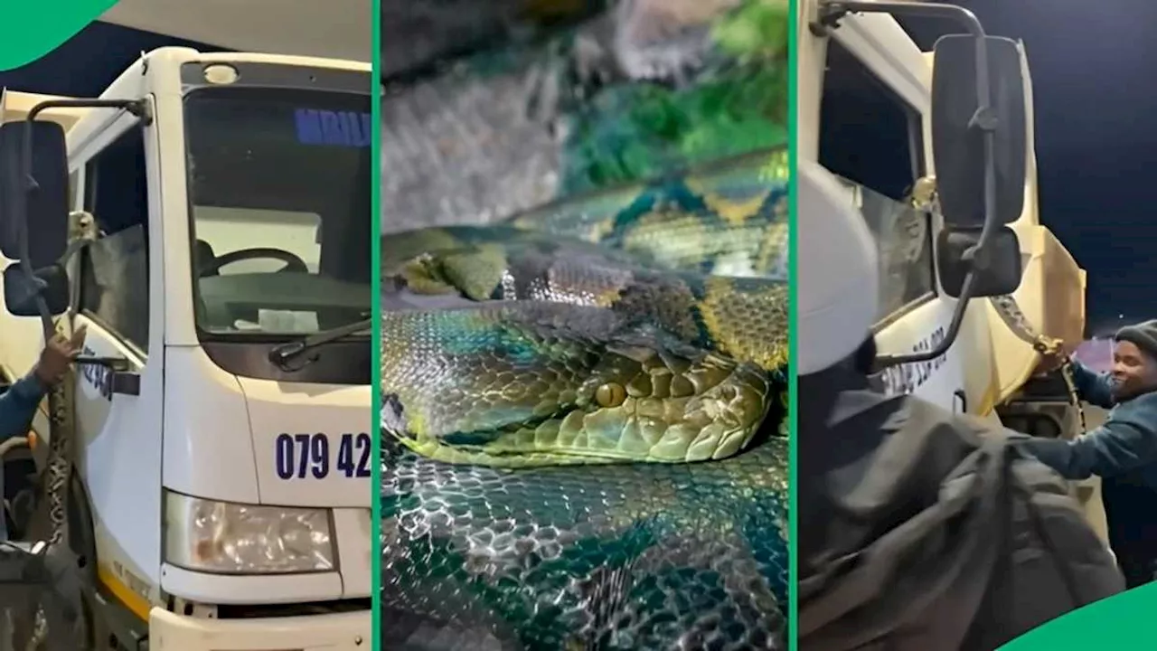 “Python Is Harmless”: SA React to Truck Driver’s Giant Snake at Petrol Station