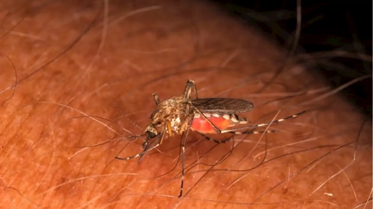 Quebec towns near U.S. border alerted as Vermont faces mosquito-borne illness threat