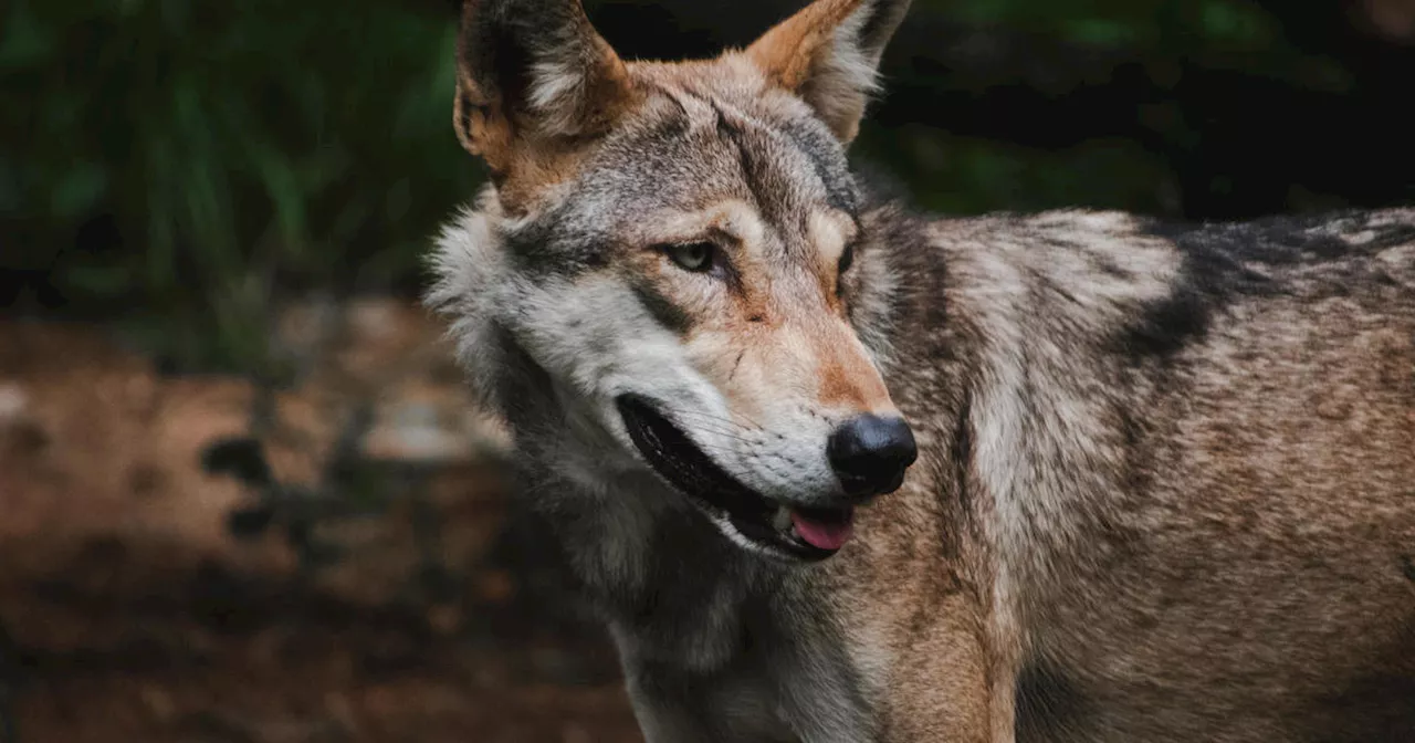 4 animals caught after India wolf attacks see 7 children, 1 woman killed in Uttar Pradesh, officials say