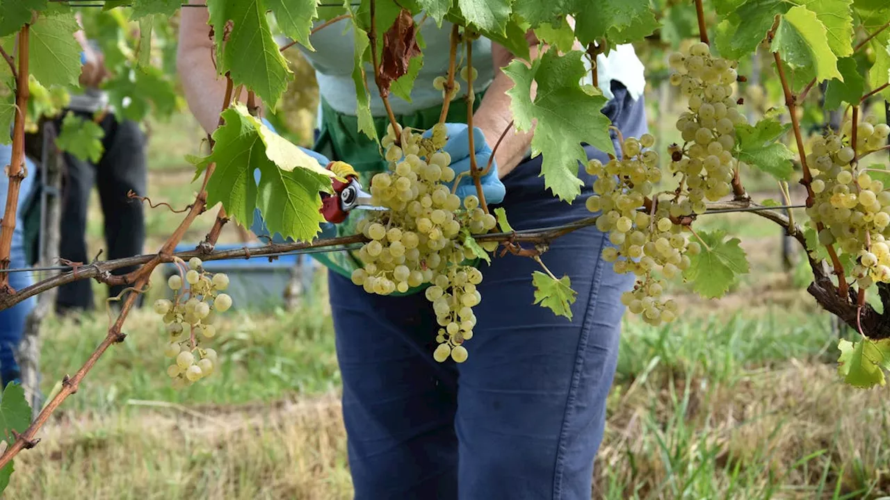 In den Rebbergen beginnt bald die «Wümmet»: So schätzen Winzer und Winzerinnen die Qualität ein