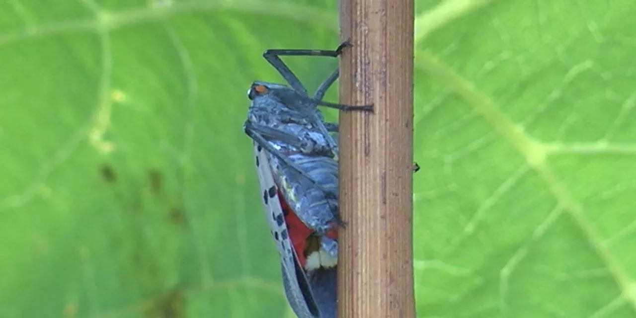 Cleveland winery dealing with spotted lanternfly infestation