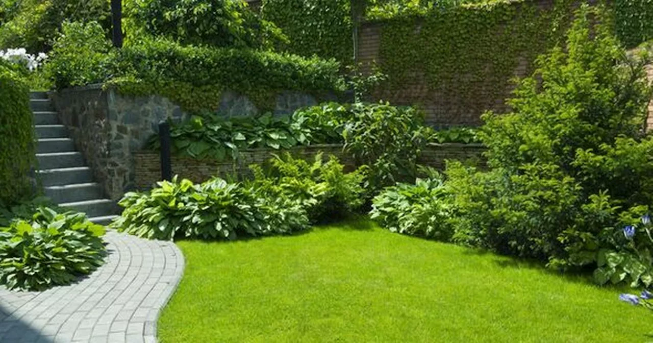 Gardening enthusiast left baffled by mystery object while tending to lawn