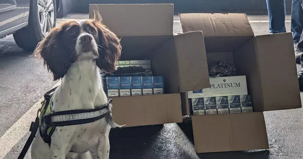 Sniffer dogs help root out fake cigs worth £8,000 from two shops