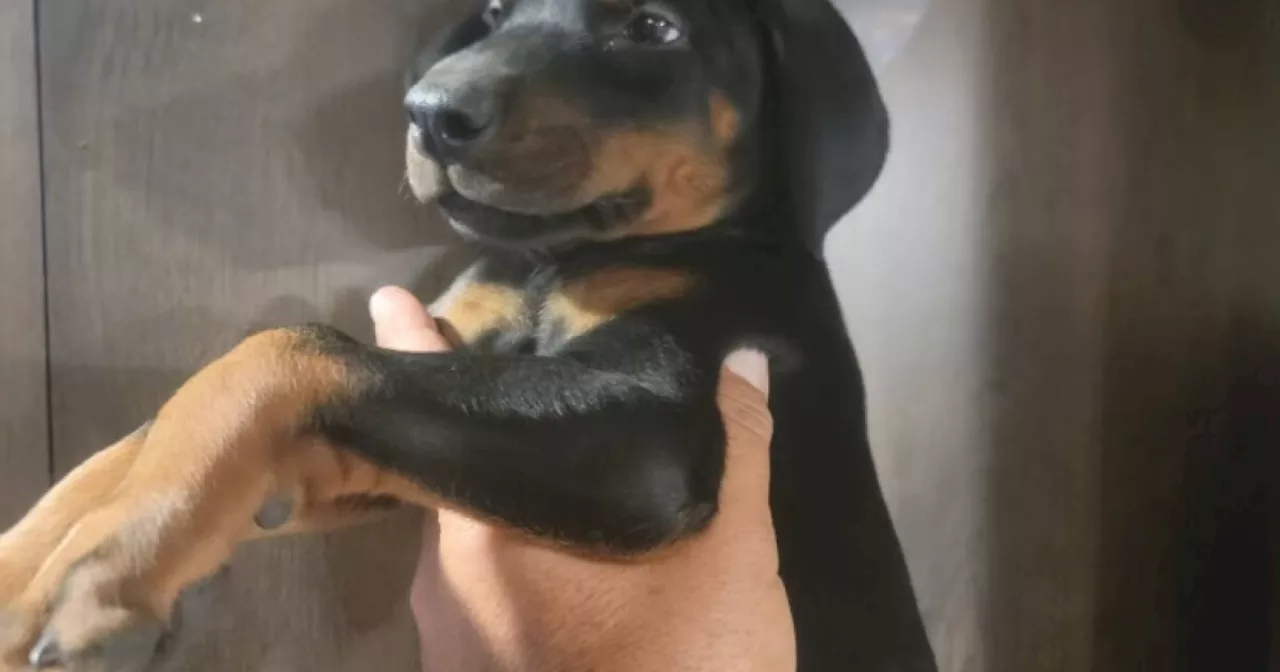 Berthoud man who bought Doberman puppy speaks out to help find breeder's killer