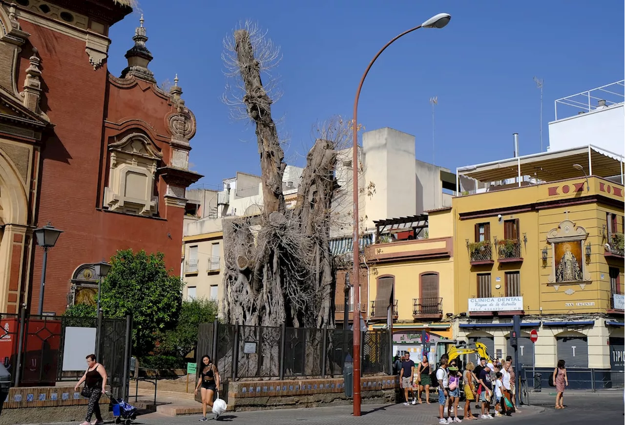 Los expertos dan por muerto al ficus centenario cuya poda drástica autorizó el Ayuntamiento de Sevilla