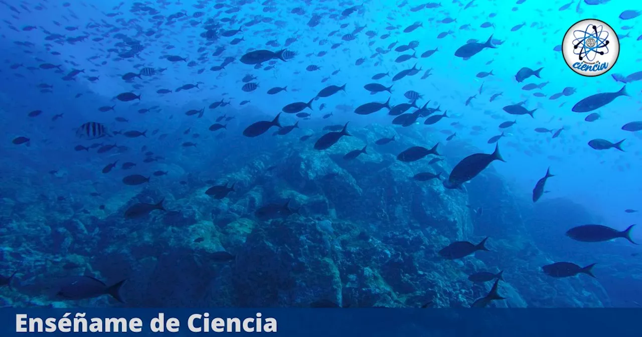 Descubren una gran montaña submarina y 20 especies desconocidas en las profundidades del Pacífico