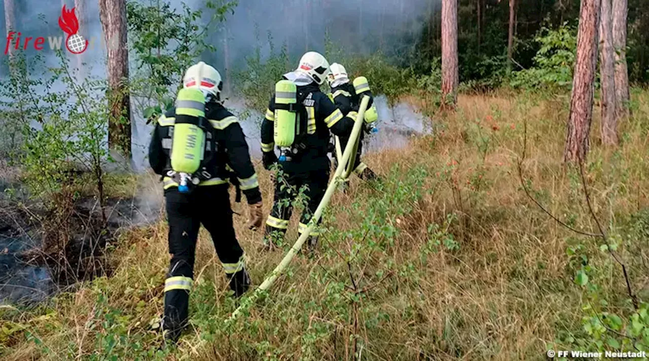 Nö: Vegetationsbrand im Föhrenwald