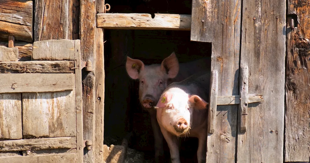 Landwirt soll zwei Frauen getötet und an Schweine verfüttert haben