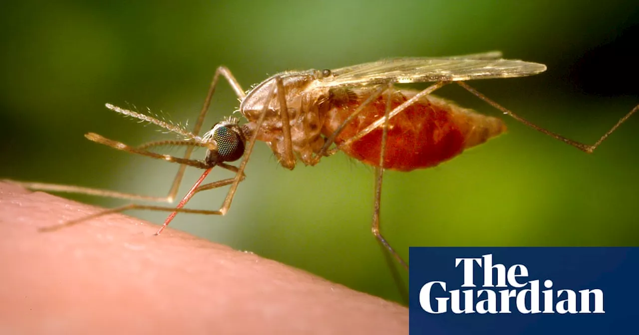 Male mosquitoes can pick out females by sound, study finds