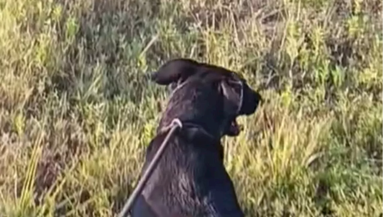 L’emozionante prima passeggiata in un prato di Daphne, il cane che ha sempre vissuto chiuso in un box