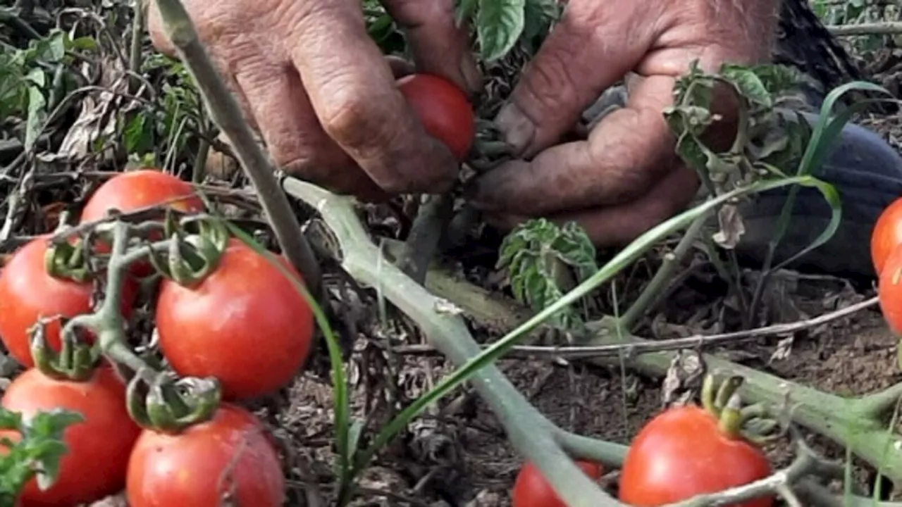 Slow Food: “Contro la siccità estrema in Sicilia non serve il mango ma il pomodoro siccagno”