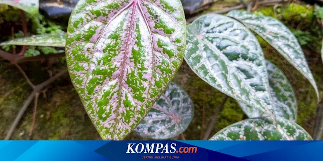 Daun Sirih Merah Bisa Mengobati Penyakit Apa Saja? Berikut 7 Daftarnya