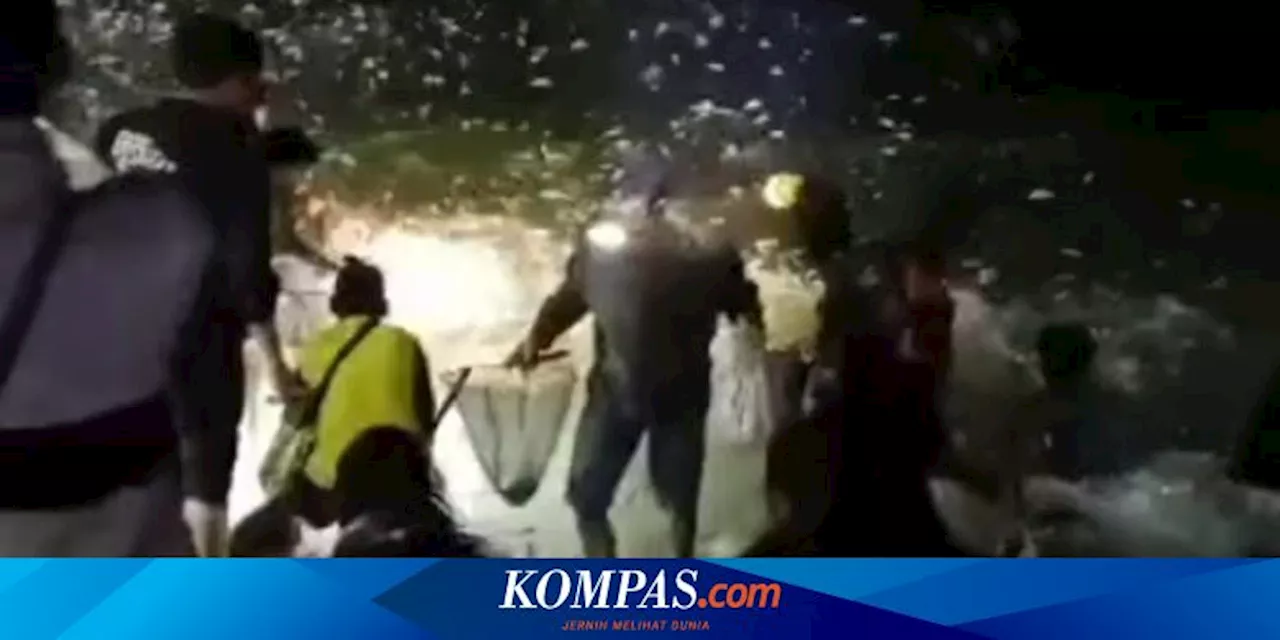 Jutaan Ikan Terbang ke Darat di Pantai Jabar, Apakah Pertanda Bahaya?