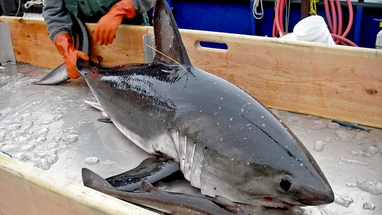 Spike in salmon shark sightings near Kodiak stumps researchers