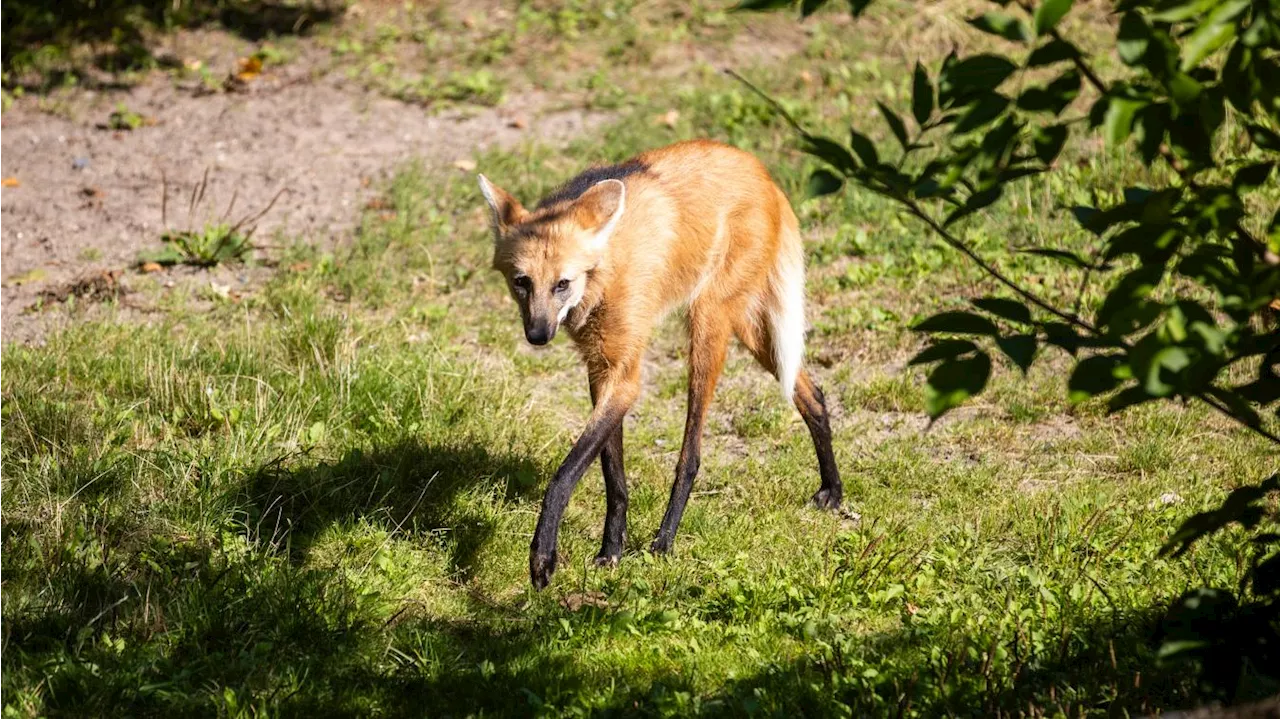 Au zoo de Lille, deux journées pour participer à la protection de la biodiversité animale