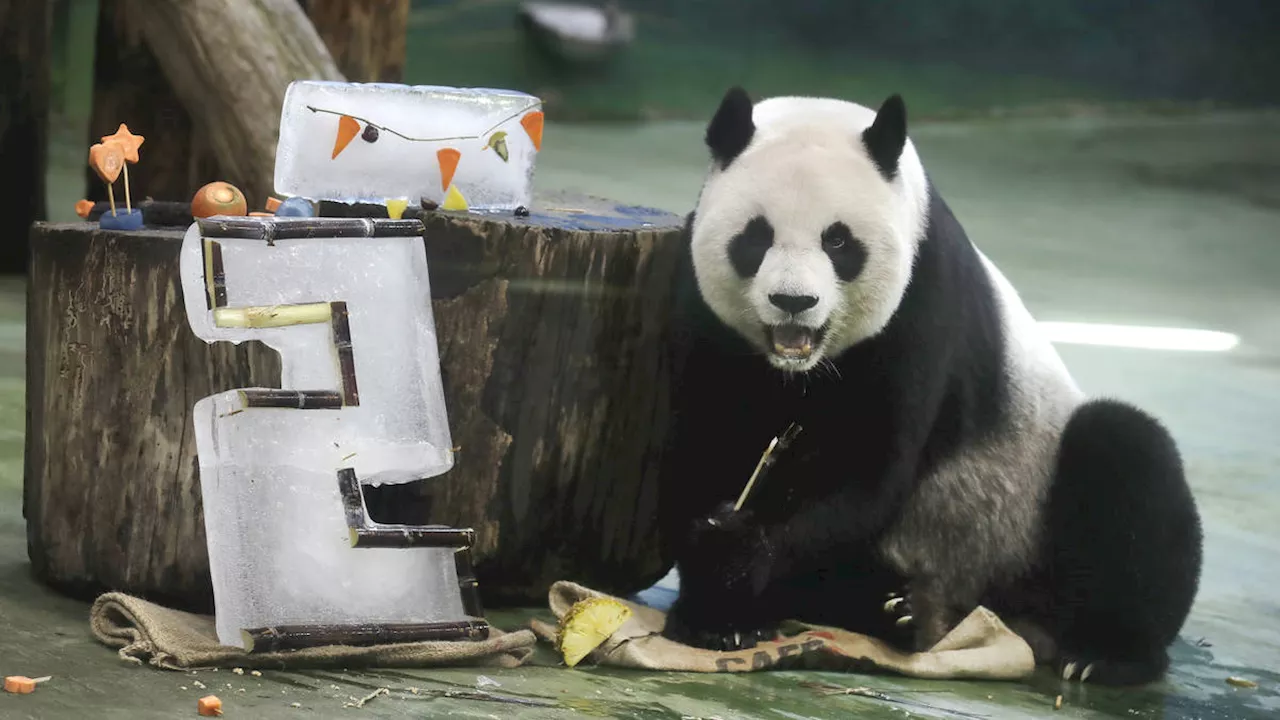 Taipei zoo’s veteran giant panda Yuanyuan celebrates her 20th birthday