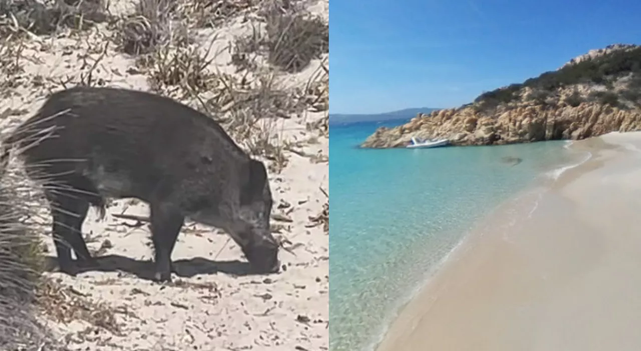 La Maddalena, bambino ferito da un cinghiale: il Comune decide di abbatterli tutti, isola di Spargi è off limi