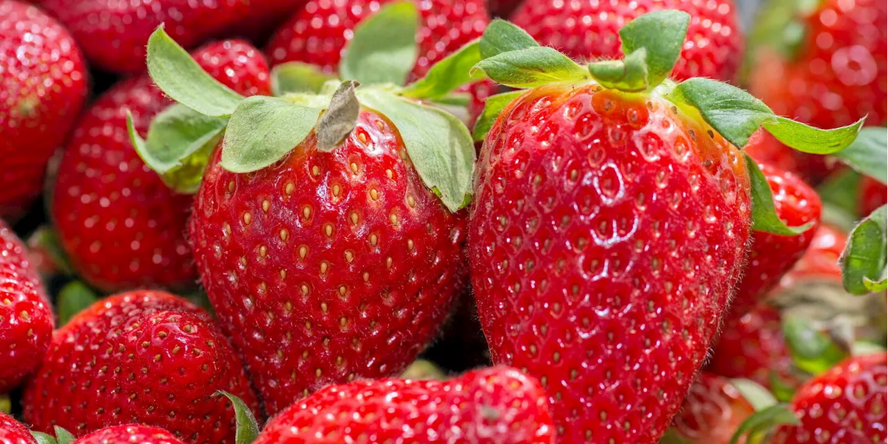 Agriculture : pourquoi la fraise gariguette est menacée de disparition en France