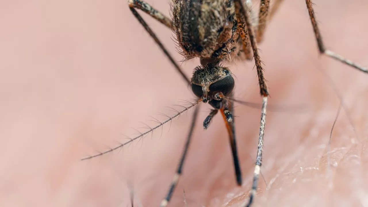 Deadly 'triple E' kills New Hampshire man — what is eastern equine encephalitis?