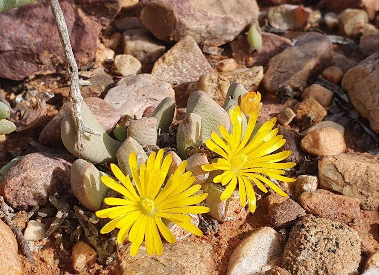 Drought and warming a threat to endangered Western Cape vygie