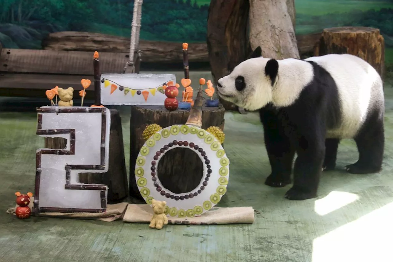 Taipei zoo's veteran giant panda Yuanyuan celebrates her 20th birthday