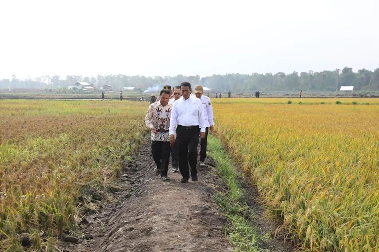 Cetak Sawah 500 Ribu Hektare, Kalteng Bersiap Jadi Lumbung Pangan Nasional