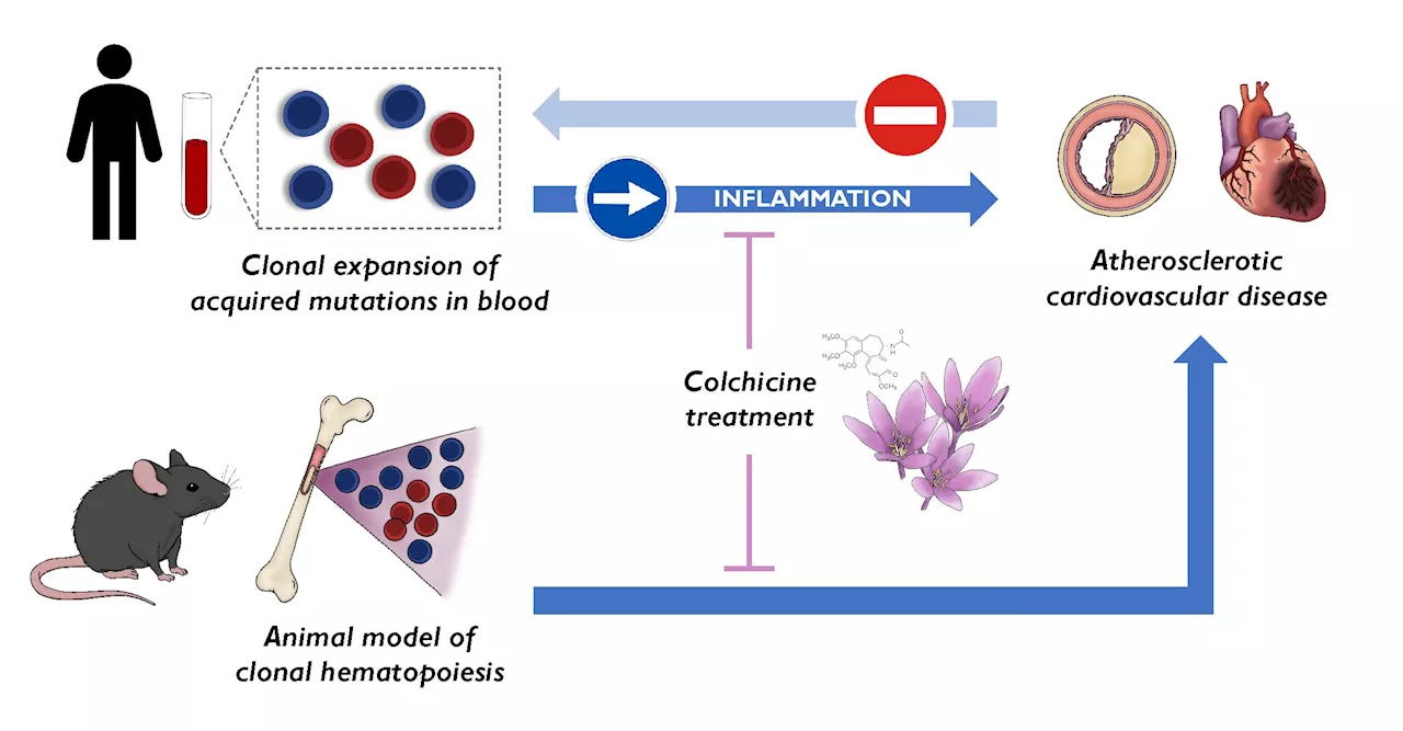 Scientists discover a new cardiovascular risk factor and identify a drug able to reduce its effects