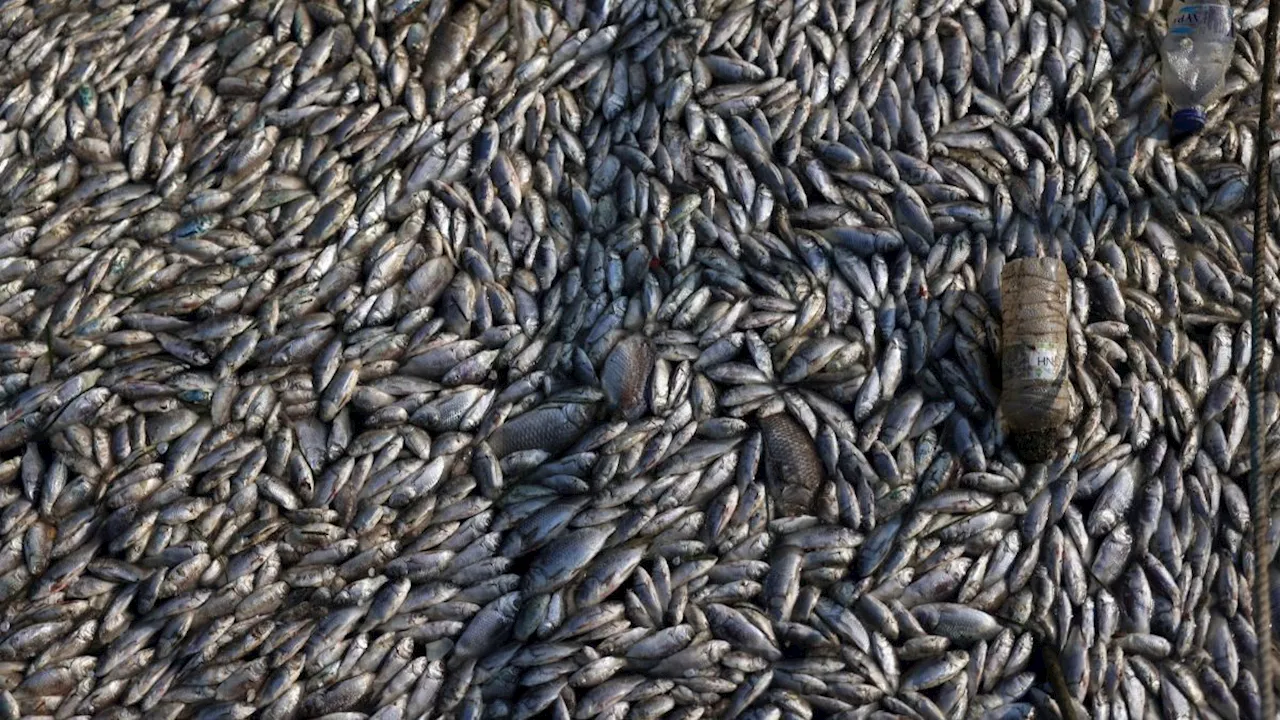 FOTO: Penampakan Berton-ton Bangkai Ikan Selimuti Pelabuhan Wisata di Yunani, Ini Penyebabnya