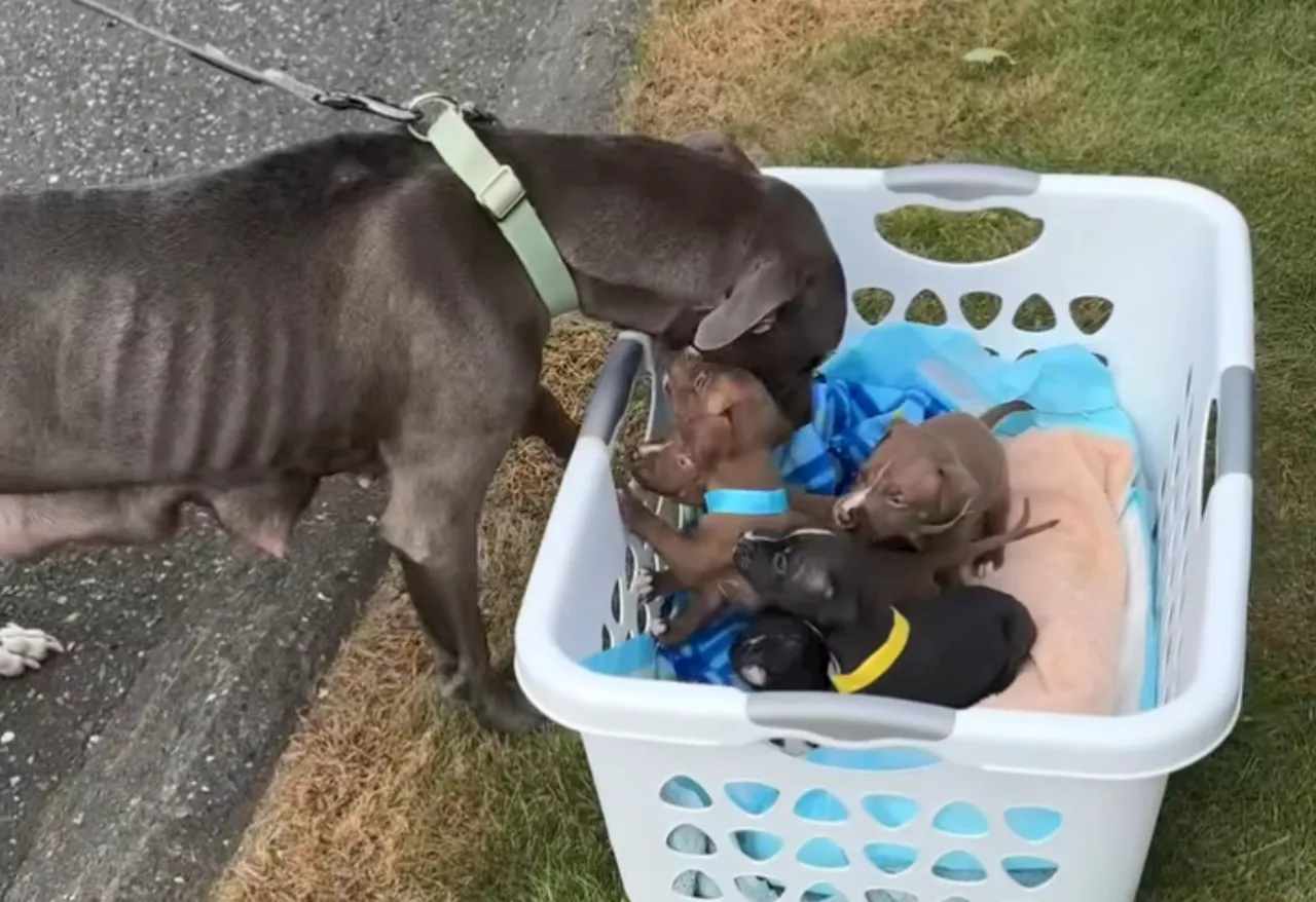 WATCH: Animal rescue reunites nursing mother with her puppies in Waterbury, Conn.