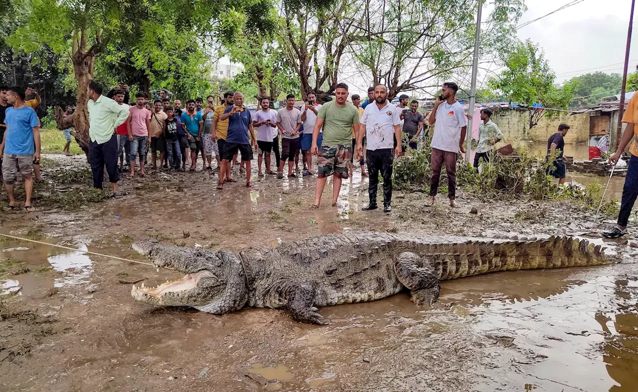 सड़क से लेकर घरों तक मगरमच्छ का आतंक, गुजरात में आखिर ये हो क्या रहा