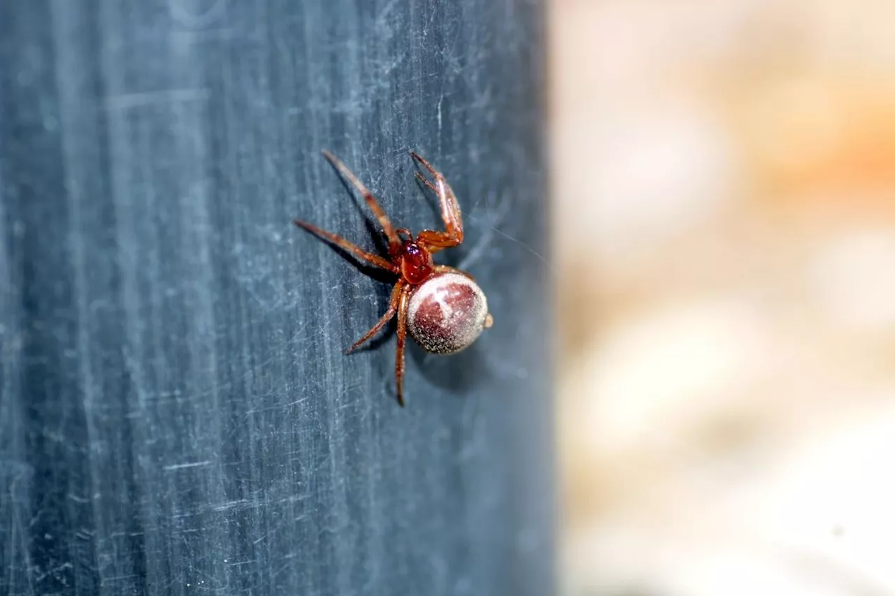 Beware: massive spiders with ‘wasp sting’ bite could invade UK homes after a wet summer