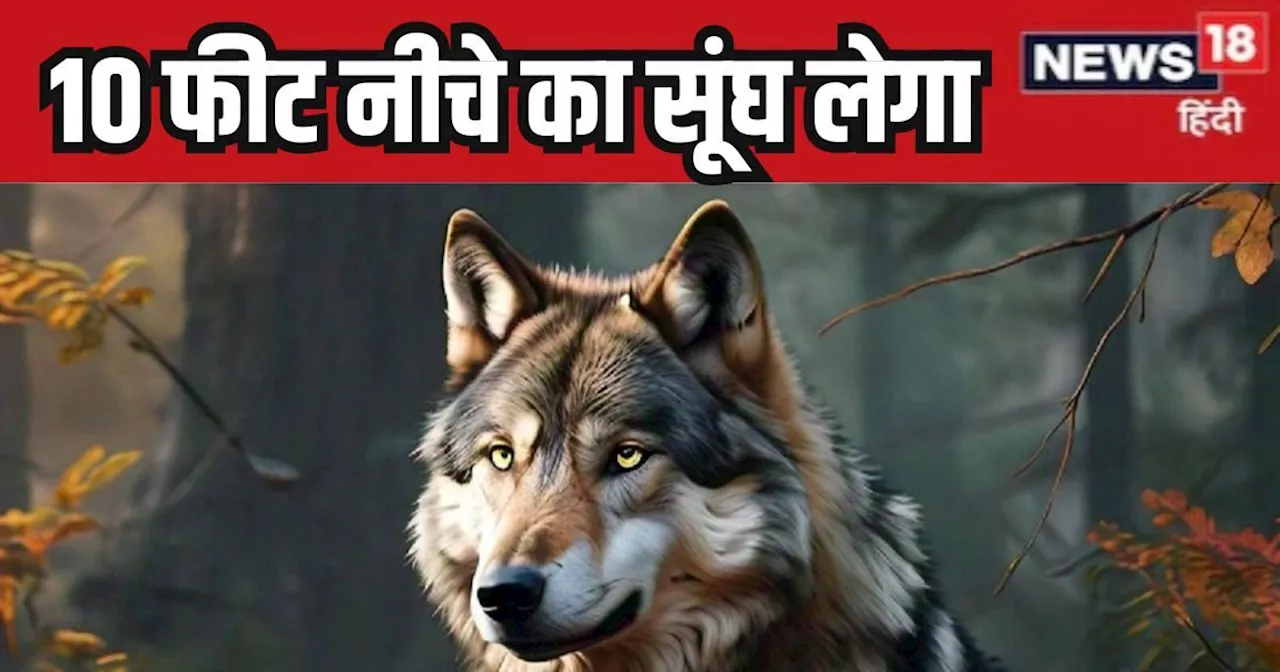 भेड़िया 2KM दूर से सूंघ लेता है शिकार, पेड़ पर चढ़ने में माहिर, गजब तैराक और दौड़ता है 70 की स्पीड से