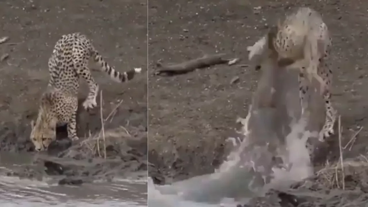 Viral Wildlife Video : जब मगरमच्छ ने बेरहमी से किया चीते का शिकार, देख दहल जाएगा दिल