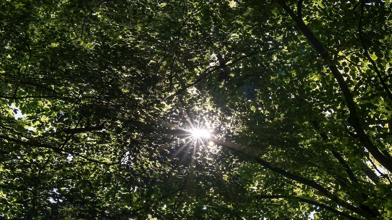 Berlin & Brandenburg: Sommerwetter: Brandenburg ist zweitwärmstes Bundesland