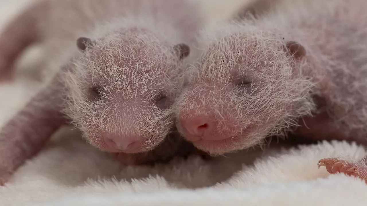 Jetzt ist das Geschlecht bekannt: Berliner Panda-Babys 'entwickeln sich prächtig'