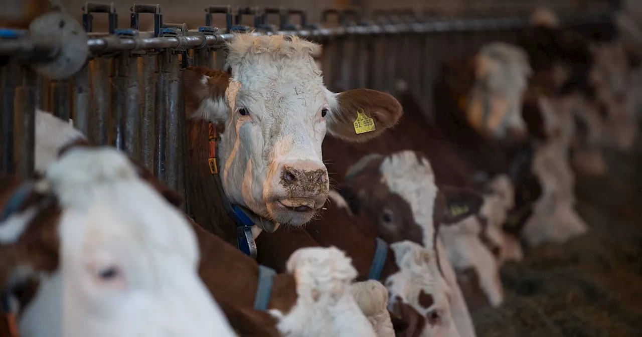 Kühe mit Stock geschlagen: Peta zeigt Landwirte aus dem Kreis Höxter an