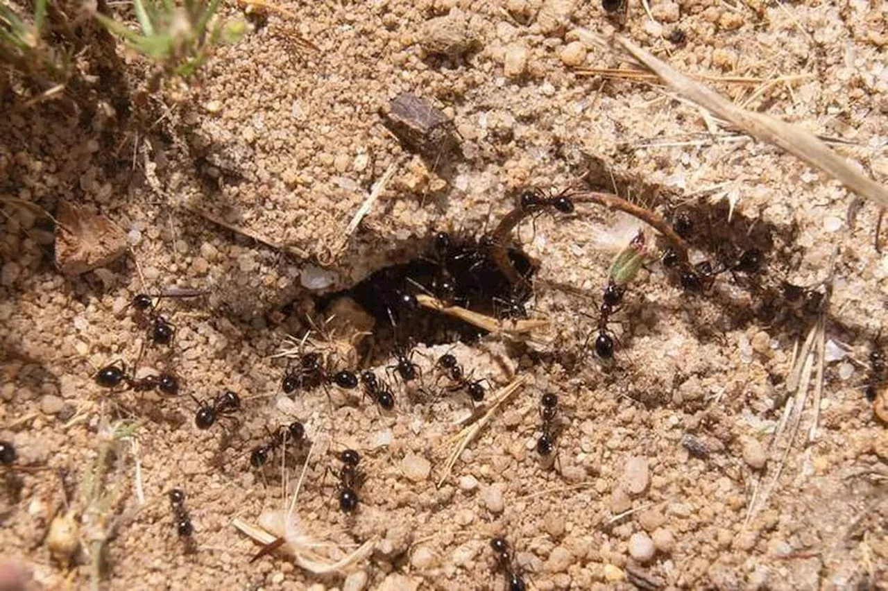 On s’est enfoncé sous terre pour écouter les insectes et c’est une vraie cacophonie !