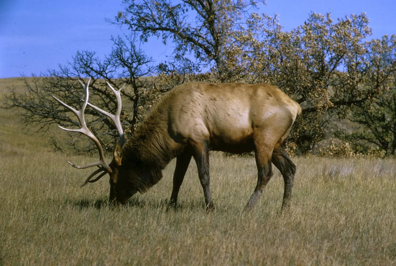 Webcam lets you watch Pa. elk from the comfort of your couch