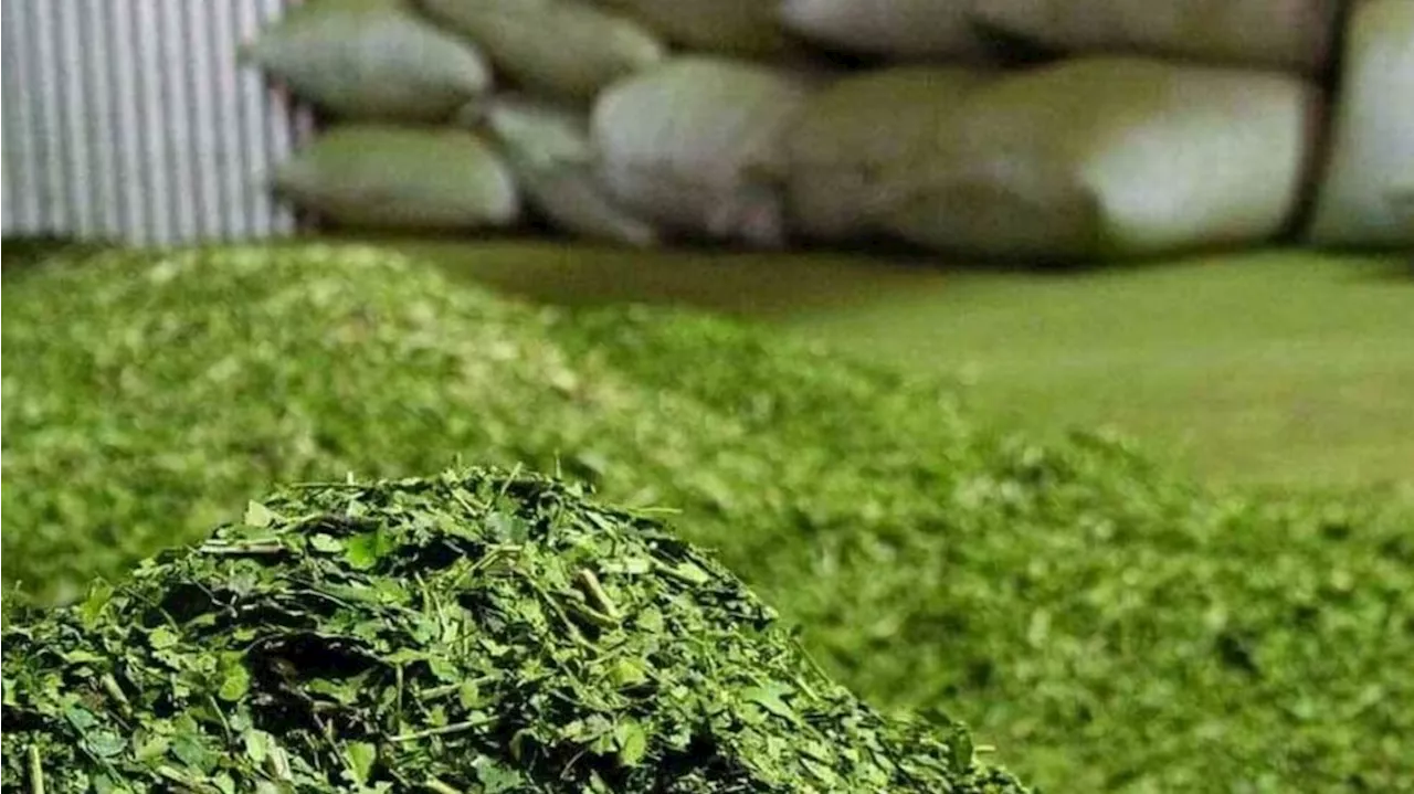 AFIP eliminó trabas en la cadena de comercialización de la yerba mate