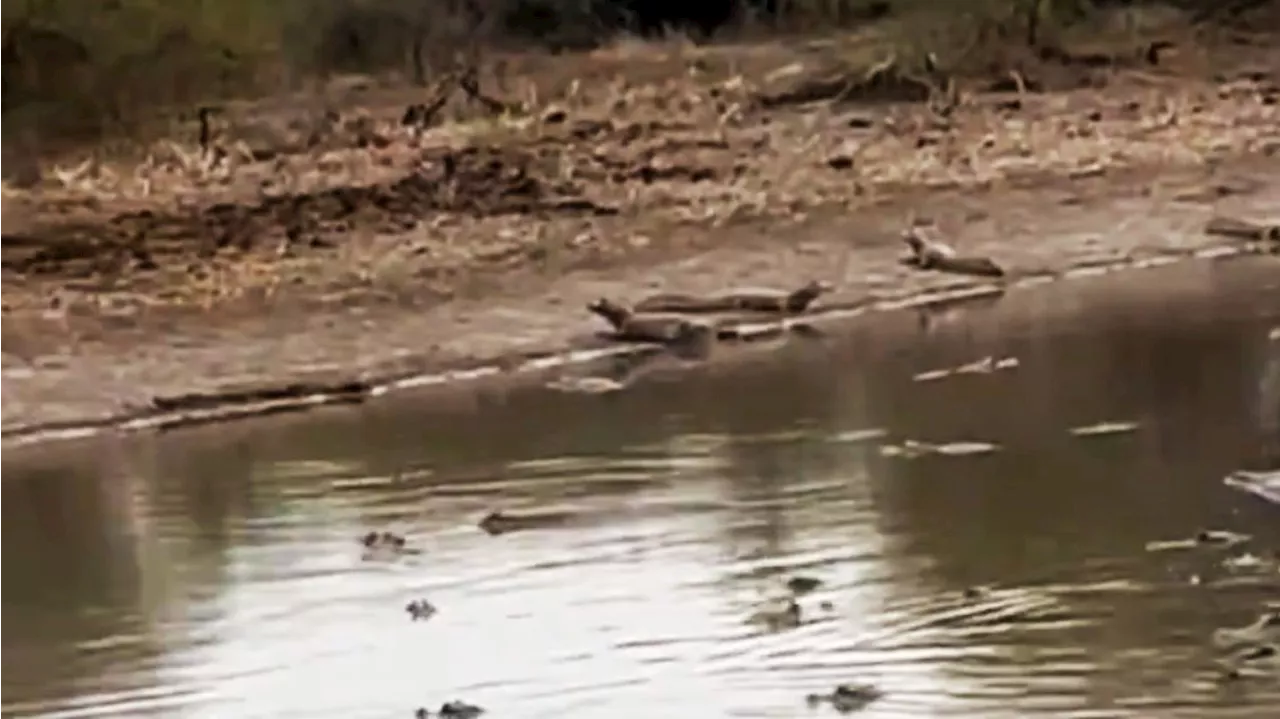 Alarmante sequía en Formosa: yacarés amontonados en un riachuelo casi seco