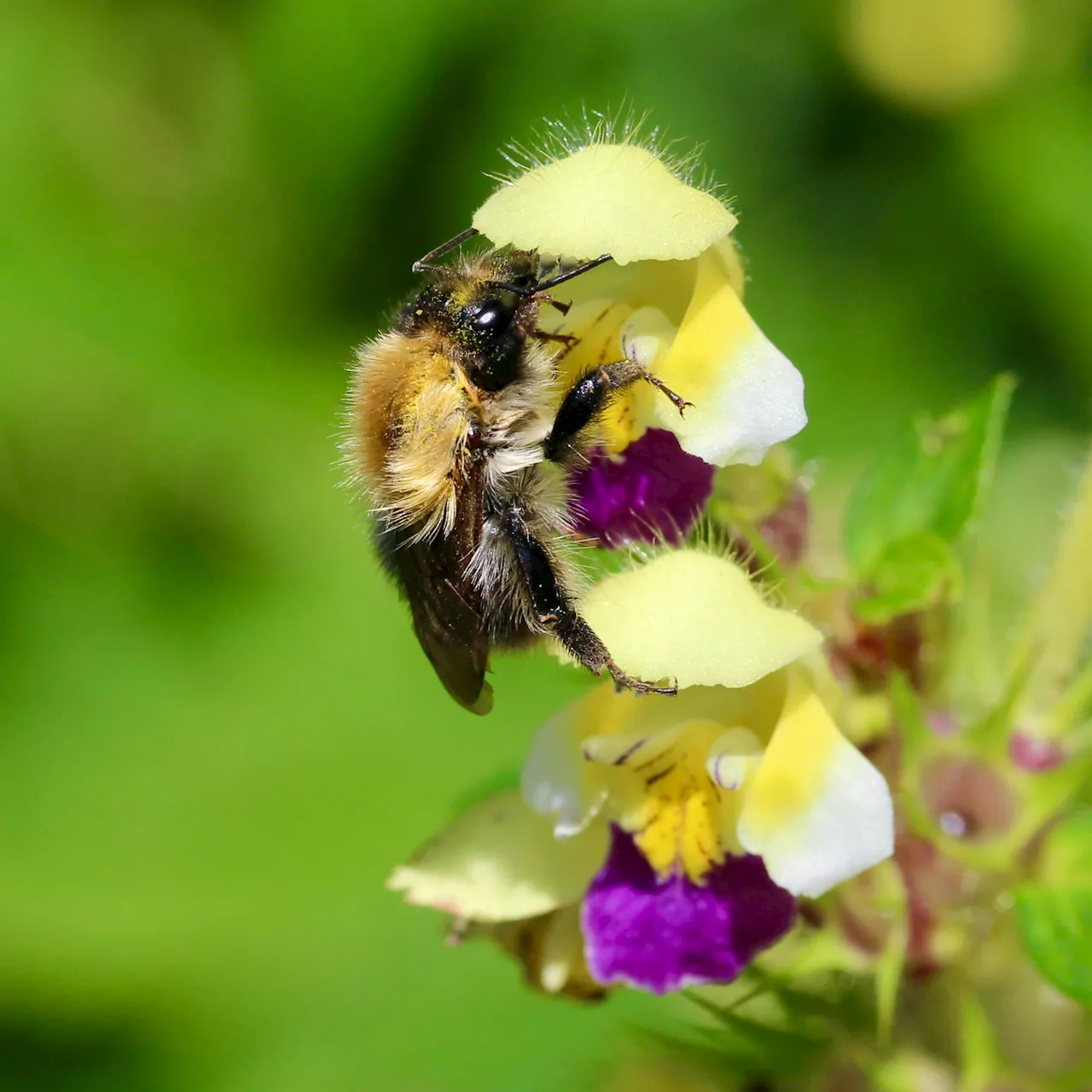 Heat waves impair bumblebees' ability to detect floral scents, study finds