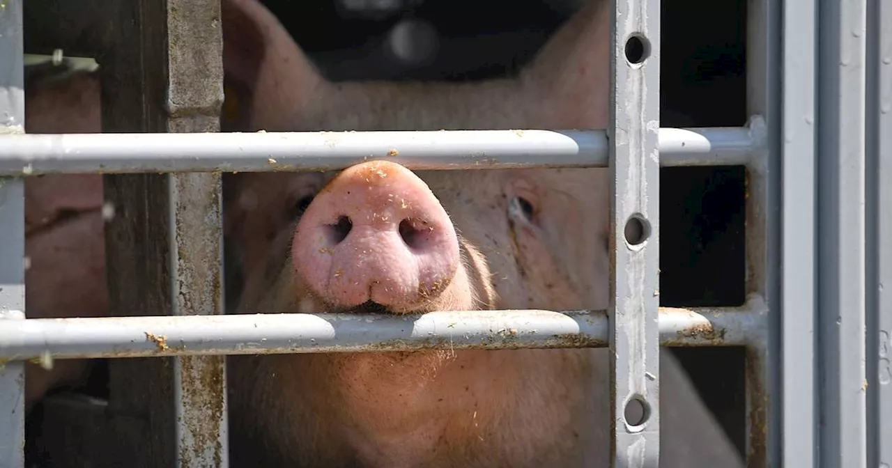 Tönnies: „Deutschland braucht mehr Schweine“