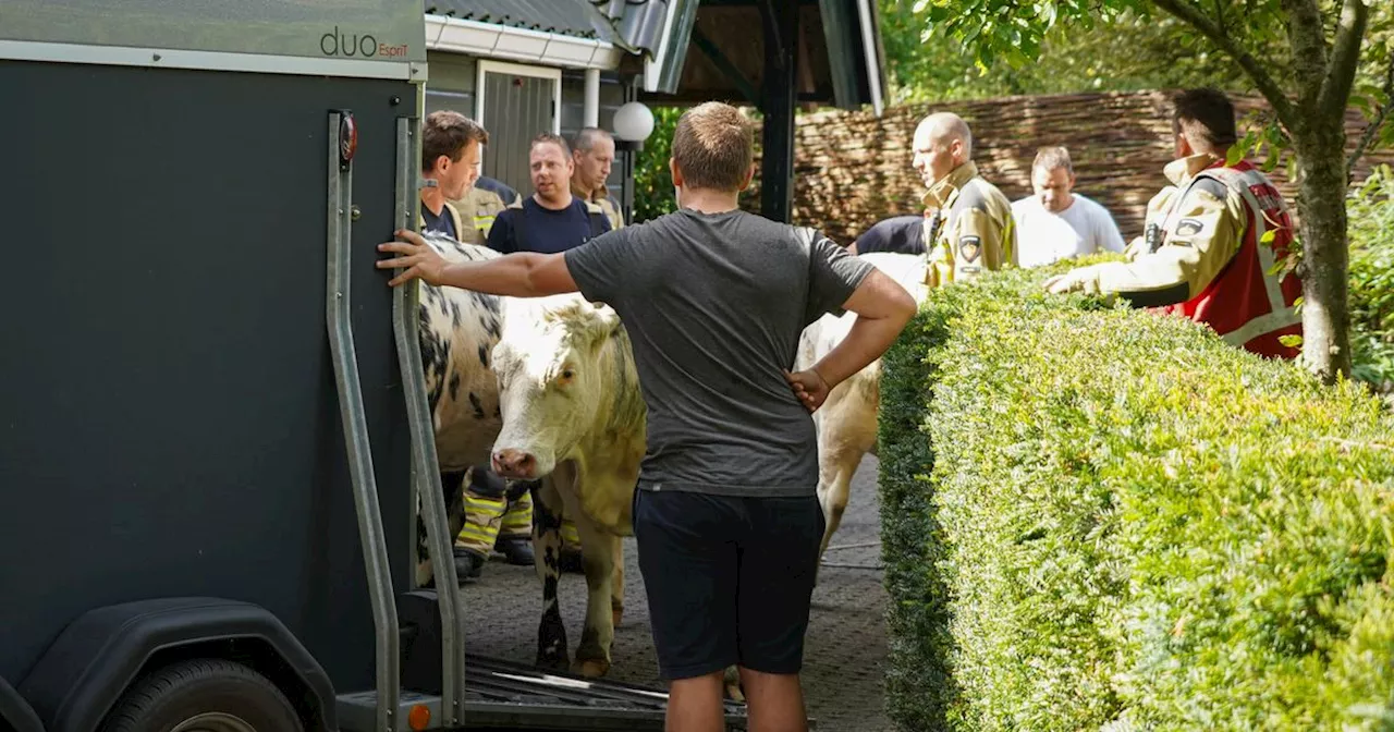 Ondeugende koe struint door achtertuin en neemt duik in zwembad