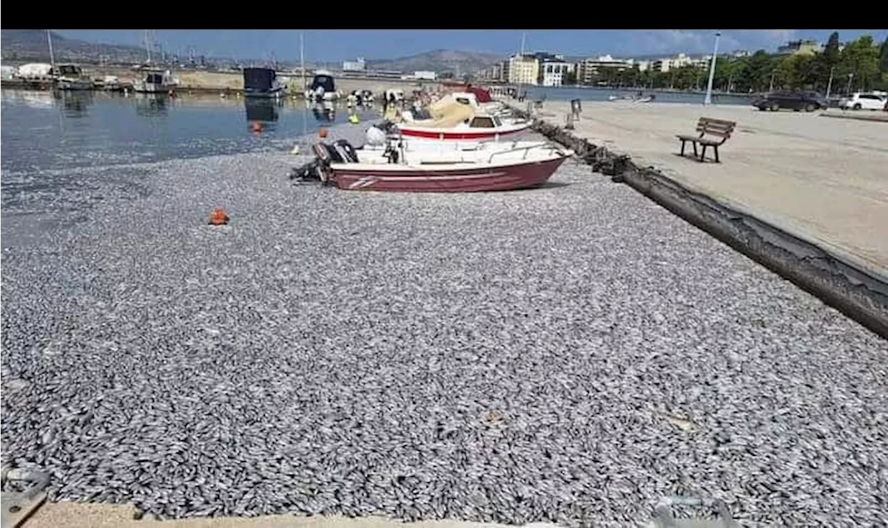 Griechenland: Tonnen toter Fische nach Überschwemmungen