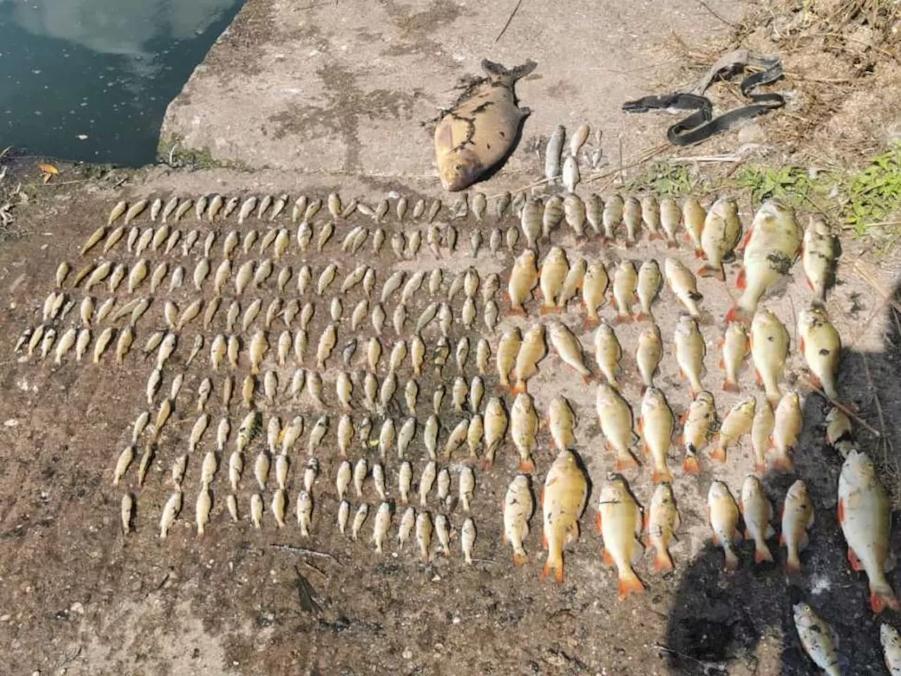 Photos show the shocking scale of 'thousands' of fish deaths in 'polluted' lake in 'days'