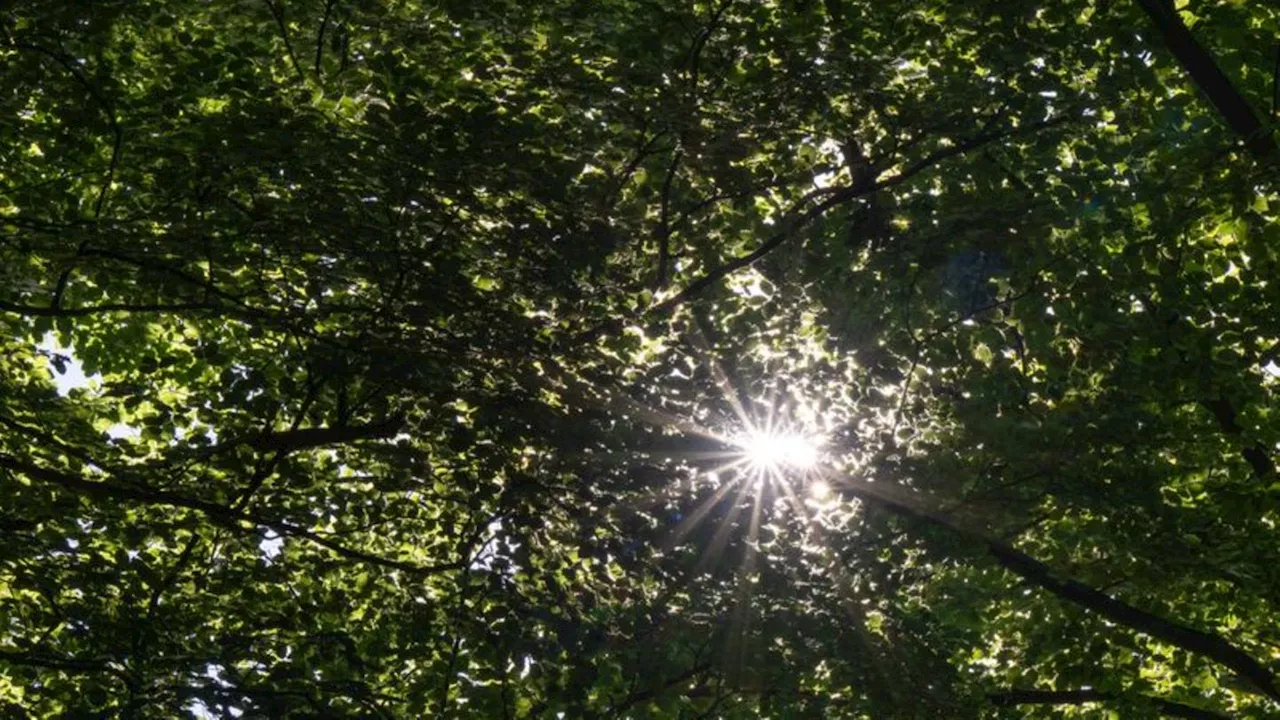 Wetter: Sommerwetter: Brandenburg ist zweitwärmstes Bundesland