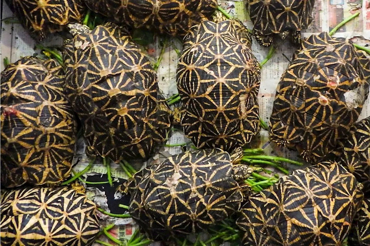 Man charged after he allegedly had 58 Indian star tortoises in his possession at Changi Airport