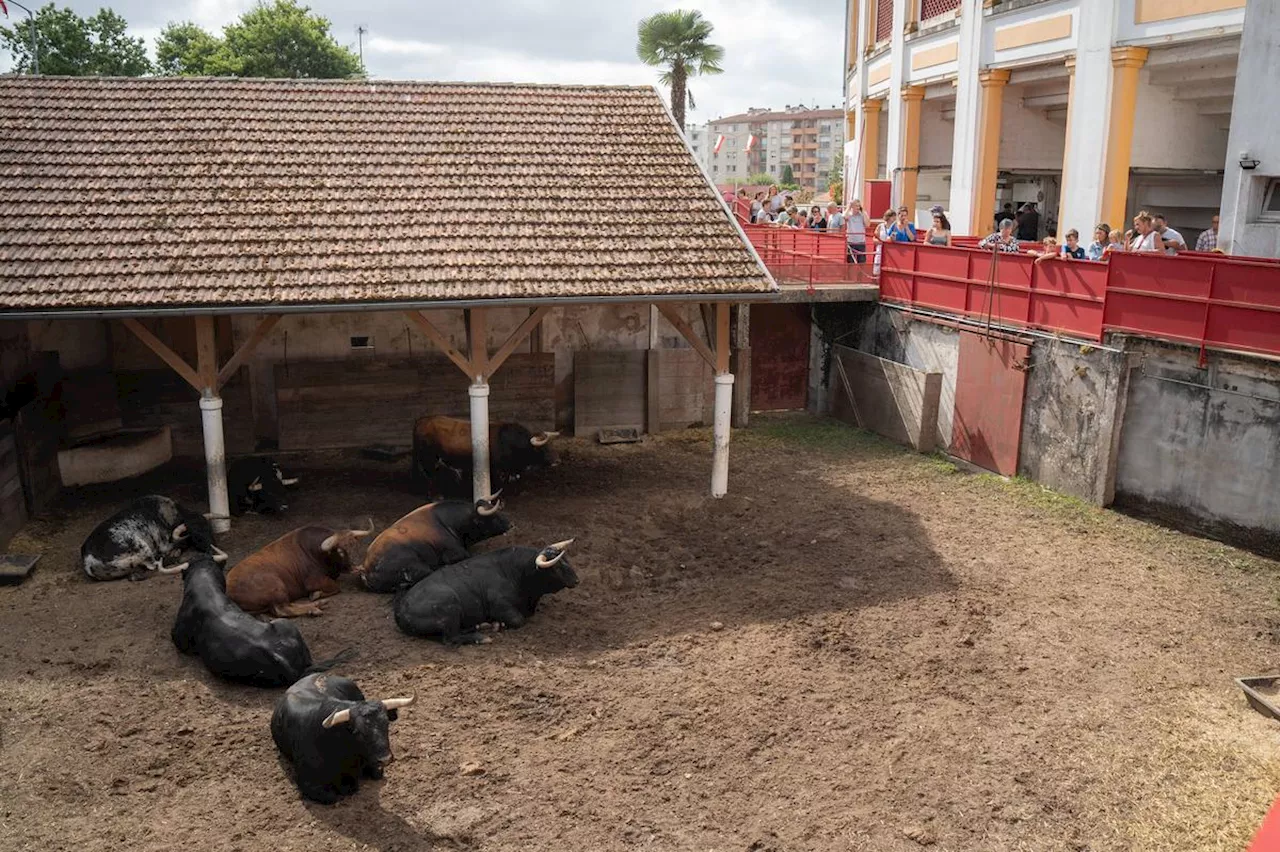 Toros y salsa à Dax : les corrales se visitent mercredi 4 septembre